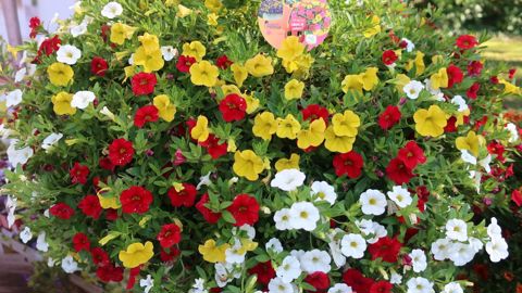 Calibrachoa ‘Cabaret’, mis en valeur en gros sujet, et choisi dans la gamme Facil’Eté® pour la satisfaction des jardiniers amateurs. (c)Odile Maillarde